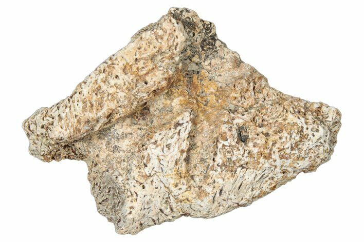 Dinosaur (Triceratops) Frill Shield Section - Montana #323822